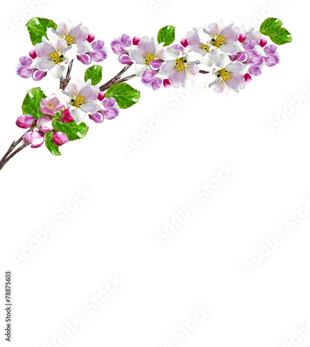 Fototapeta Naklejka Na Ścianę i Meble -  branch of cherry blossoms isolated on white background.