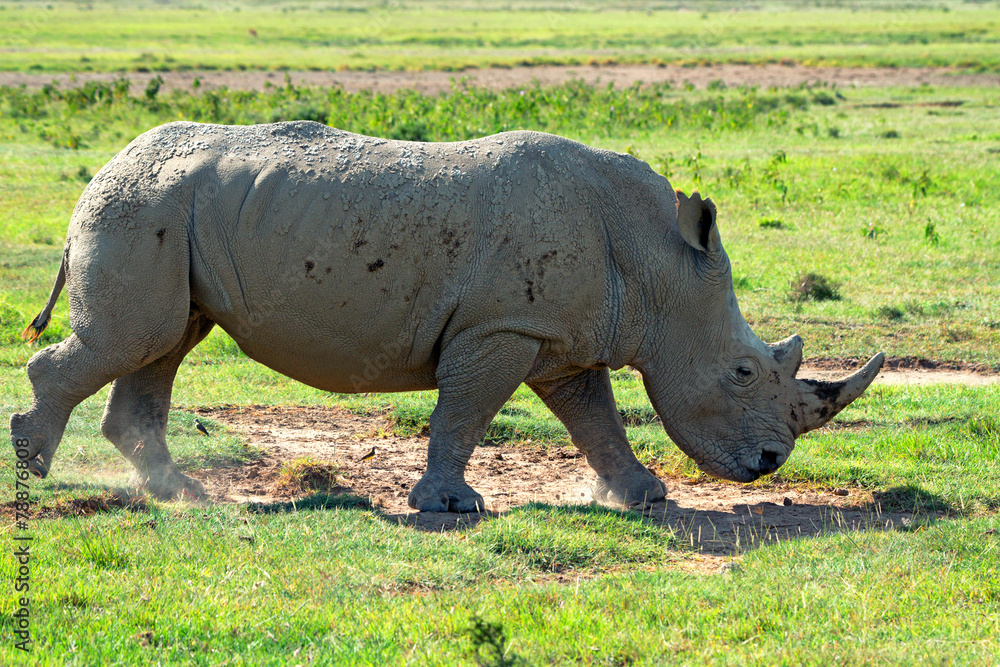 Naklejka premium White rhino