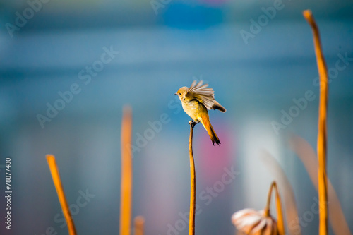 colourful bird sitting at the edge of reed with wing flickering