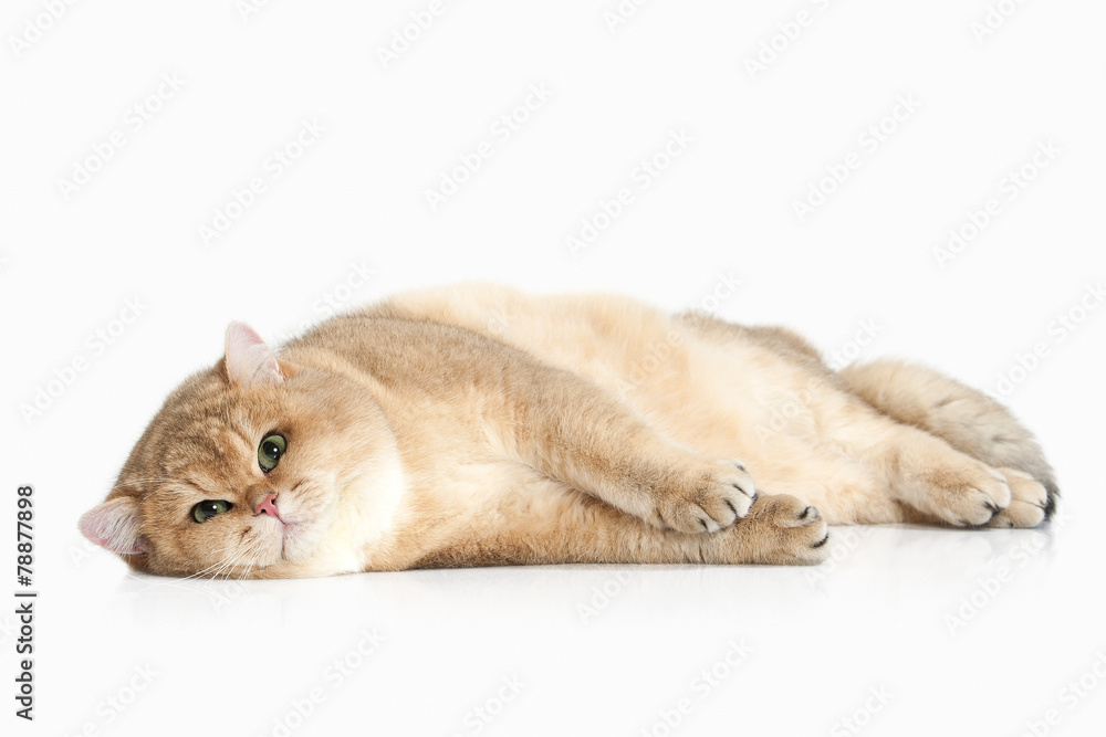 Fotografie Cat. Golden british cat on white background