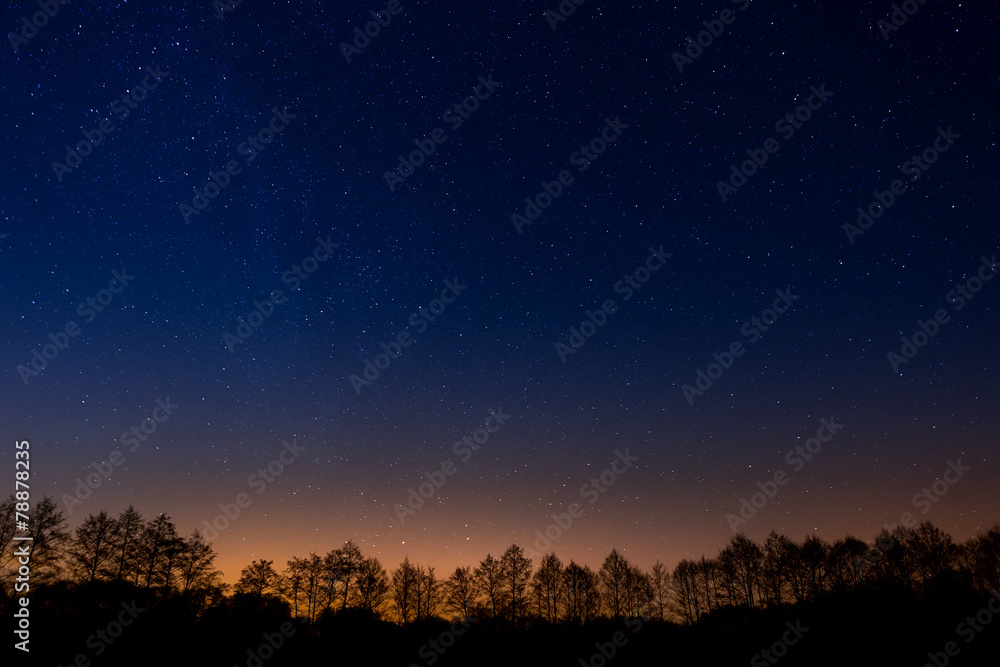 Trees on a background of the night starry sky Trees on a background of the night starry sky