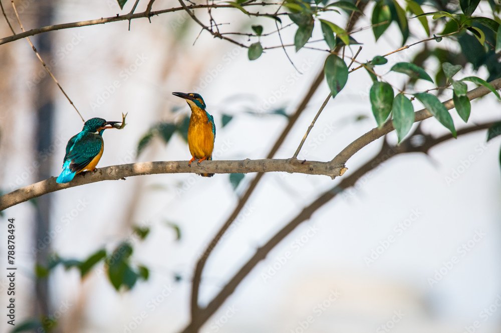 colourful birds watching each other with little fish in month colourful birds watching each other with little fish in month