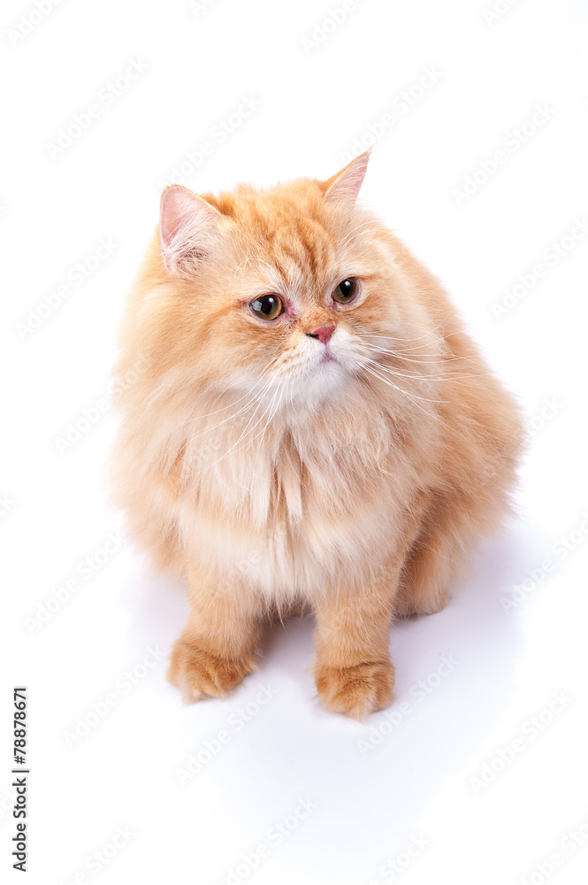 Persian cat on a white background.