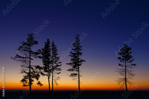 Old tree against the sky with sunset.