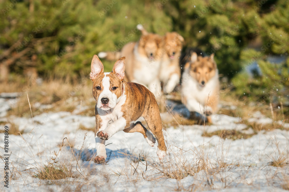 Group of puppies playing outdoors in winter