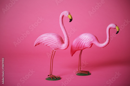 Pink flamingoes in studio