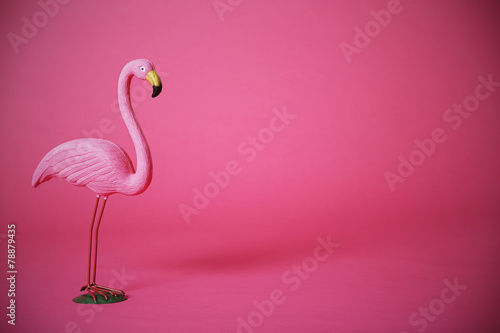 Pink flamingo in studio