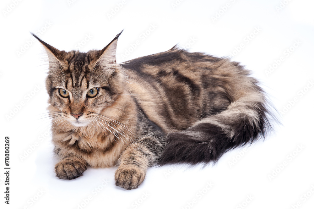 Fototapeta premium Maine coon cat, sitting and facing, isolated on white