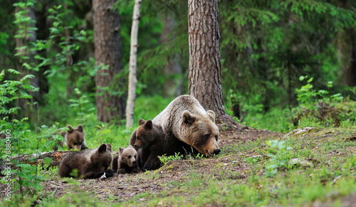 Brown bear with cubs resting in the forest