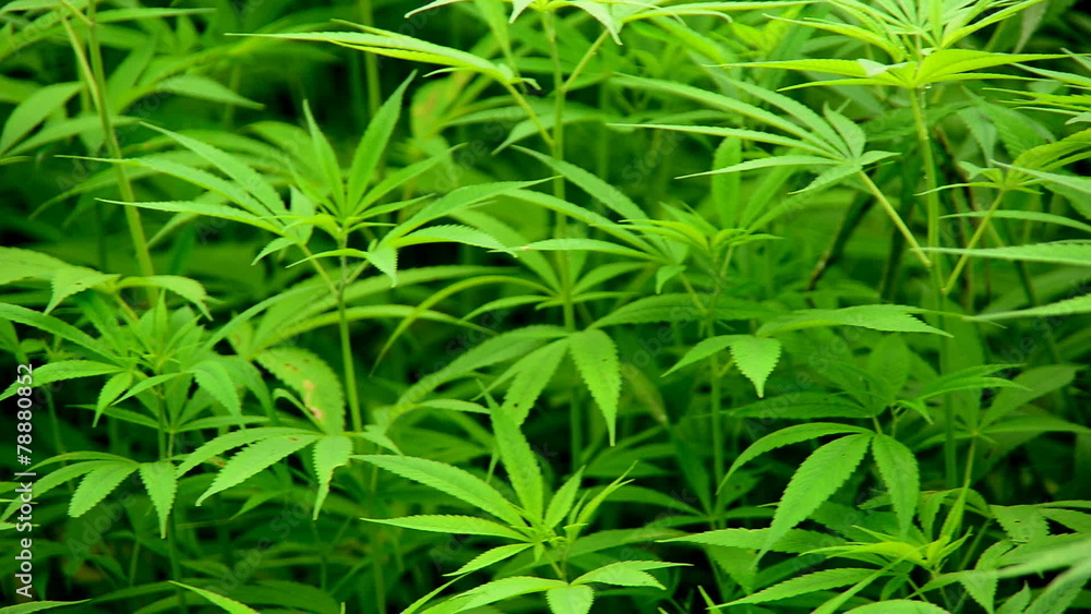 Pan of Hemp Plants growing in the Wild in Sapa Vietnam Pan of Hemp Plants growing in the Wild in Sapa Vietnam