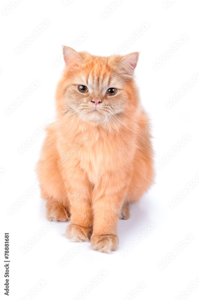 Obraz premium Kot perski na białym tle.