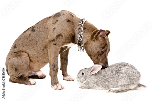 Dog sniffing rabbit