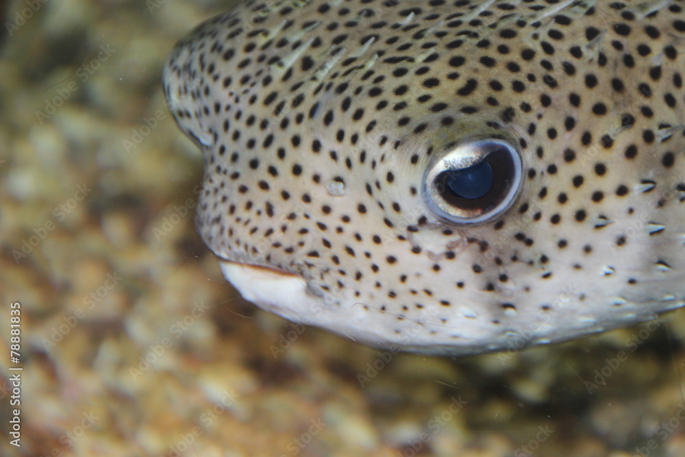 Süßer Fisch Süßer Fisch