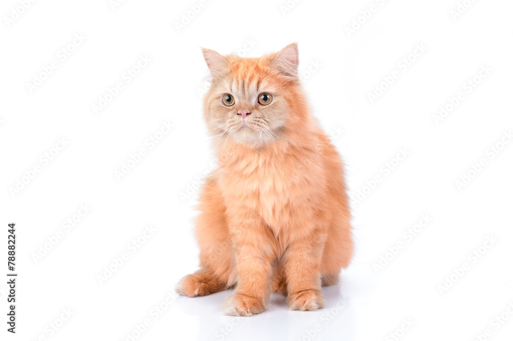 Obraz premium Persian cat on a white background.