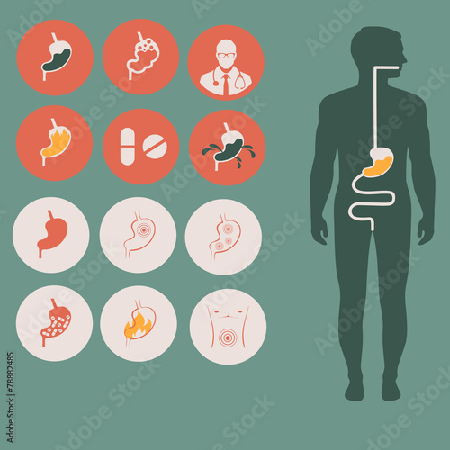 human stomach anatomy, vector digestive system,