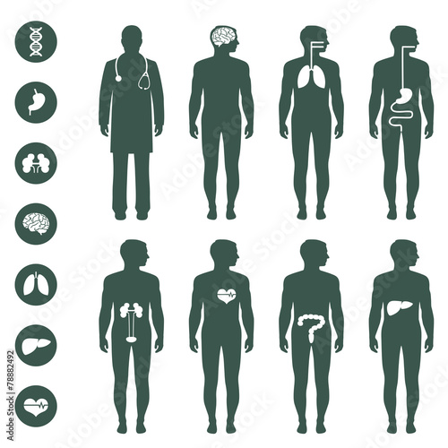 human body anatomy, vector medical organs icon,
