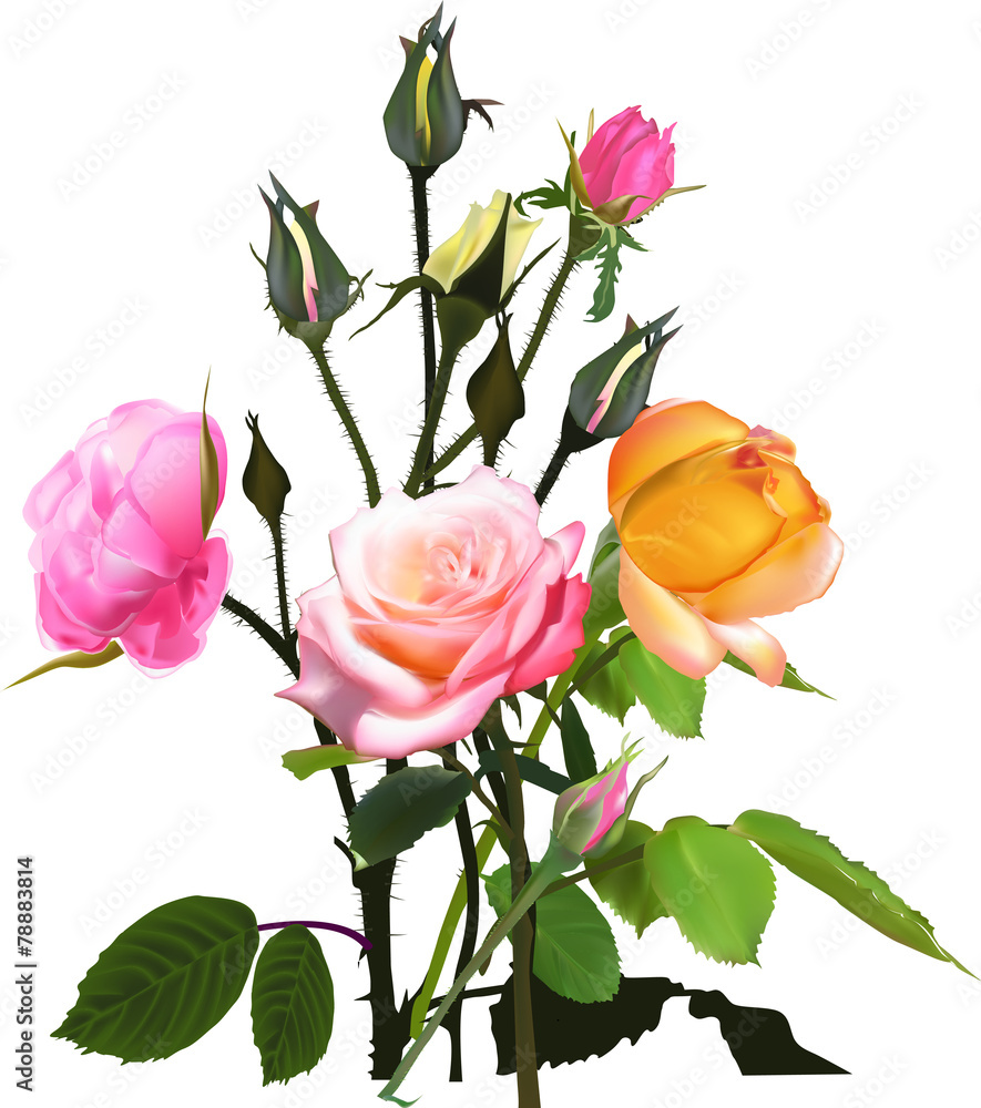 bunch of yellow and pink isolated roses - obrazy, fototapety, plakaty 