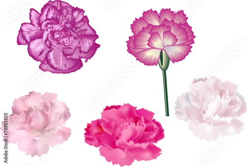 set of five isolated pinks
