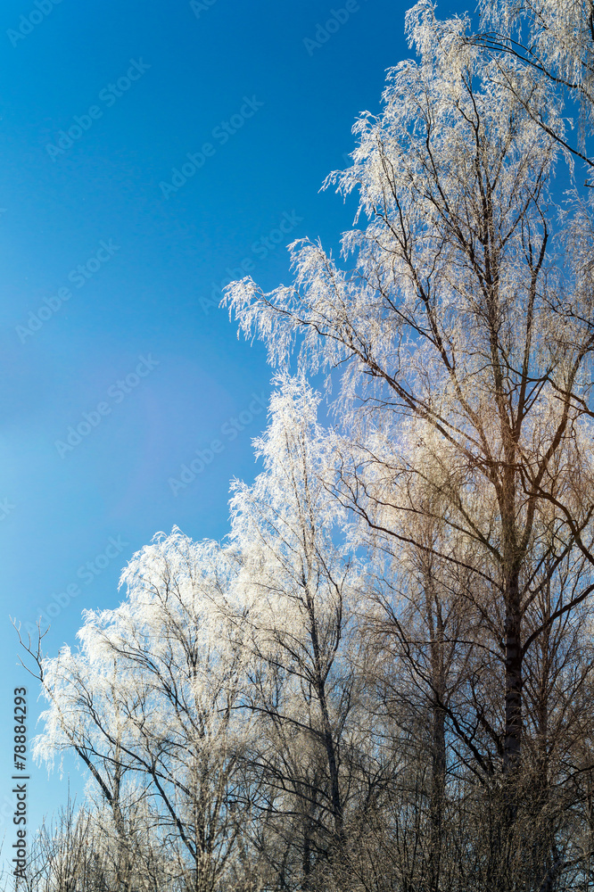 .Beautiful winter landscape with snow covered trees .Beautiful winter landscape with snow covered trees