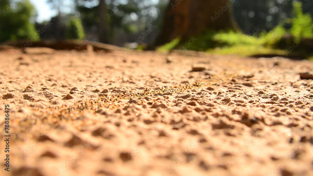 Giant Ant Colony on the March in the Jungle Giant Ant Colony on the March in the Jungle