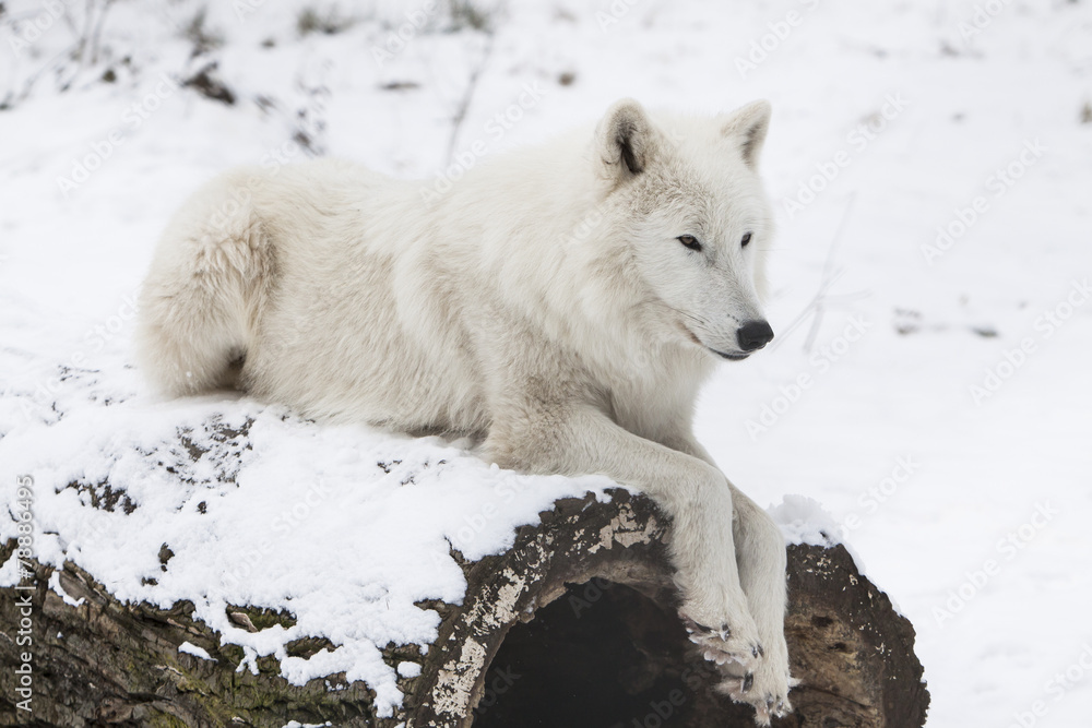 Obraz premium resting arctic wolf