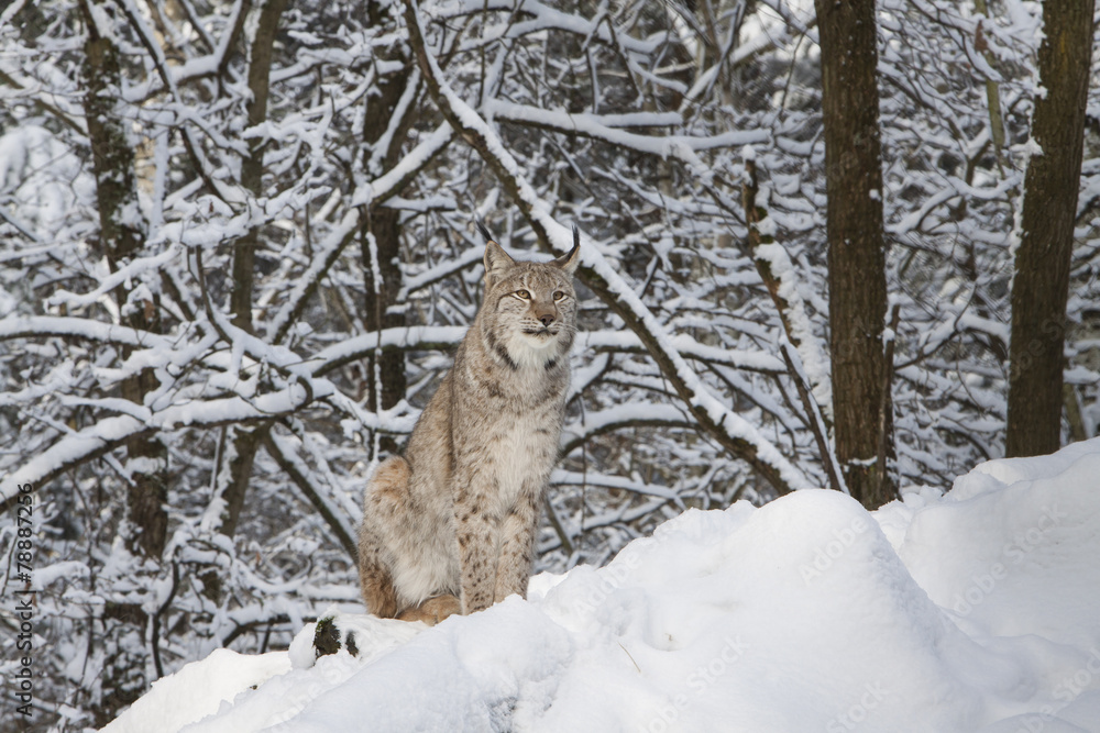 Fototapeta premium lynx in winter forest