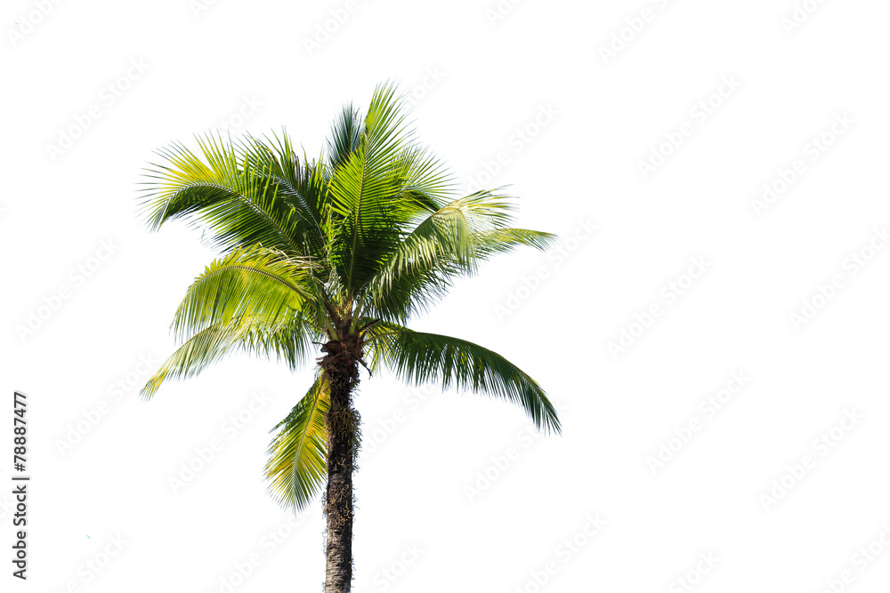 Coconut tree Coconut tree