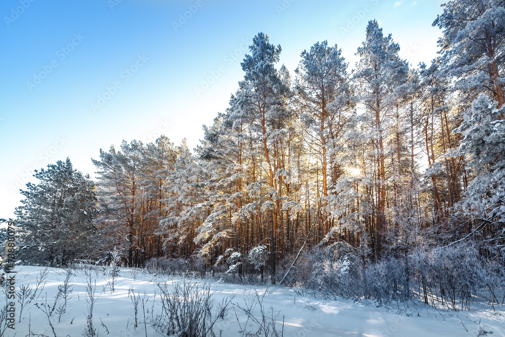 Fototapeta premium Bright sun in the winter forest with trees covered with hoarfros