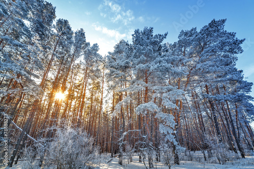Bright sun in the winter forest with trees covered with hoarfros