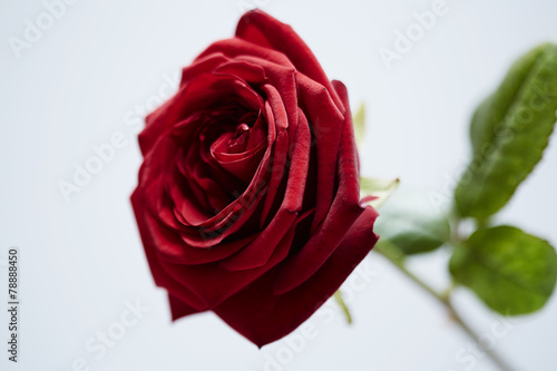 St Valentines rose