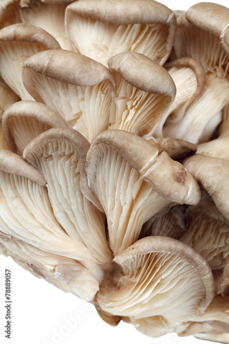 Fresh oyster mushrooms on a white background. Isolated.