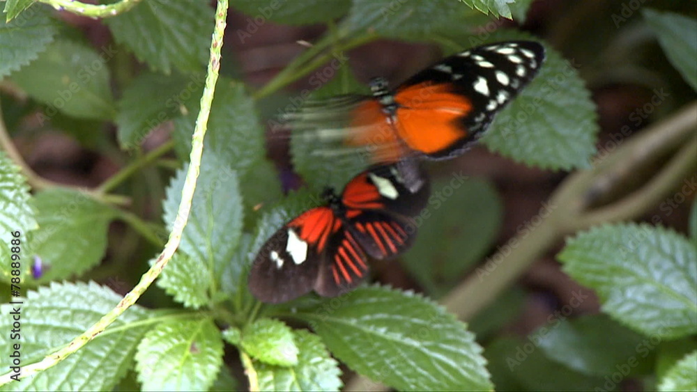 Butterfly in Nature Conservatory Butterfly in Nature Conservatory