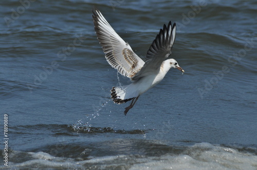 Seagull flying, searching for food over the waves. Baltic Sea © TRINGA