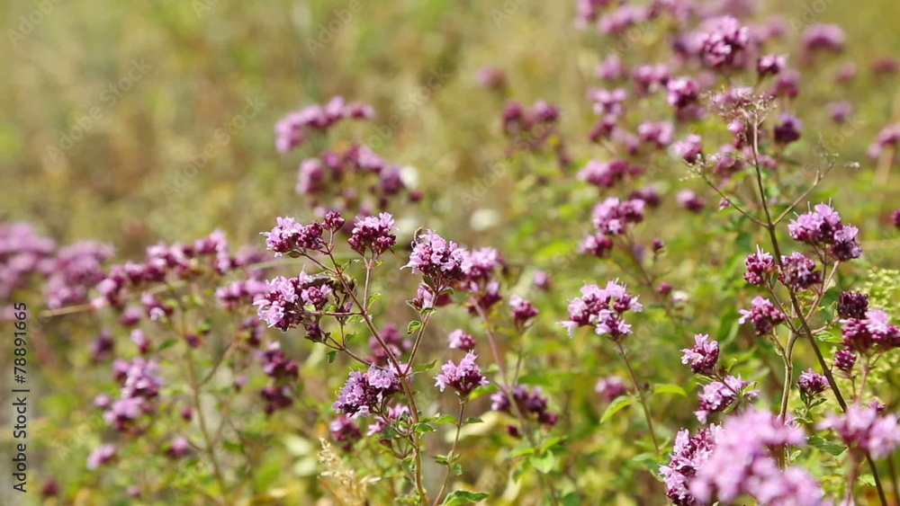 Oregano flowers and bee closeup (origanum vulgare) Oregano flowers and bee closeup (origanum vulgare)