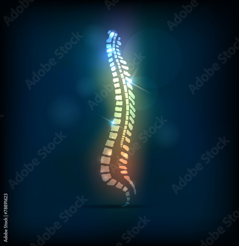 Colorful spine vertebral column, bright design