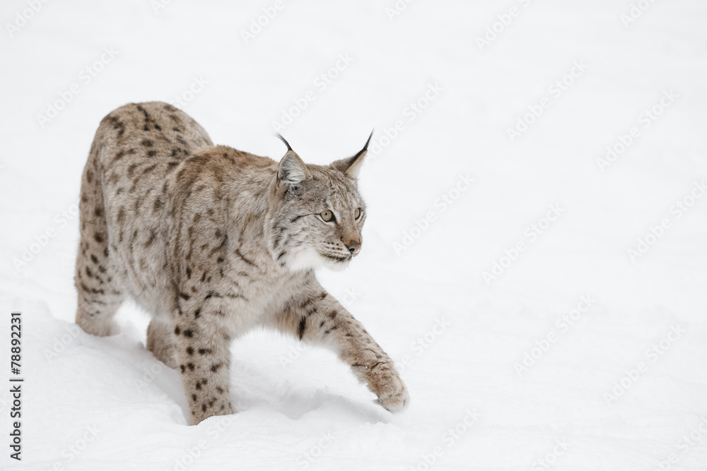 Fototapeta premium Lynx Wild Cat