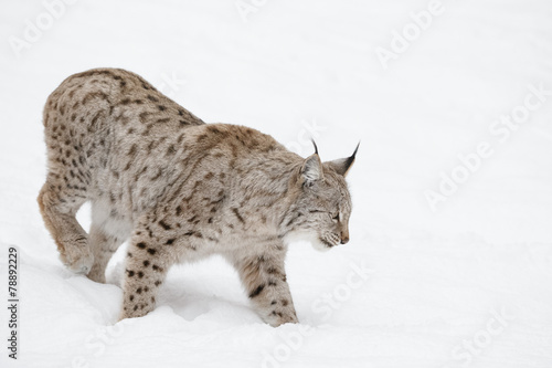 Lynx Wild Cat