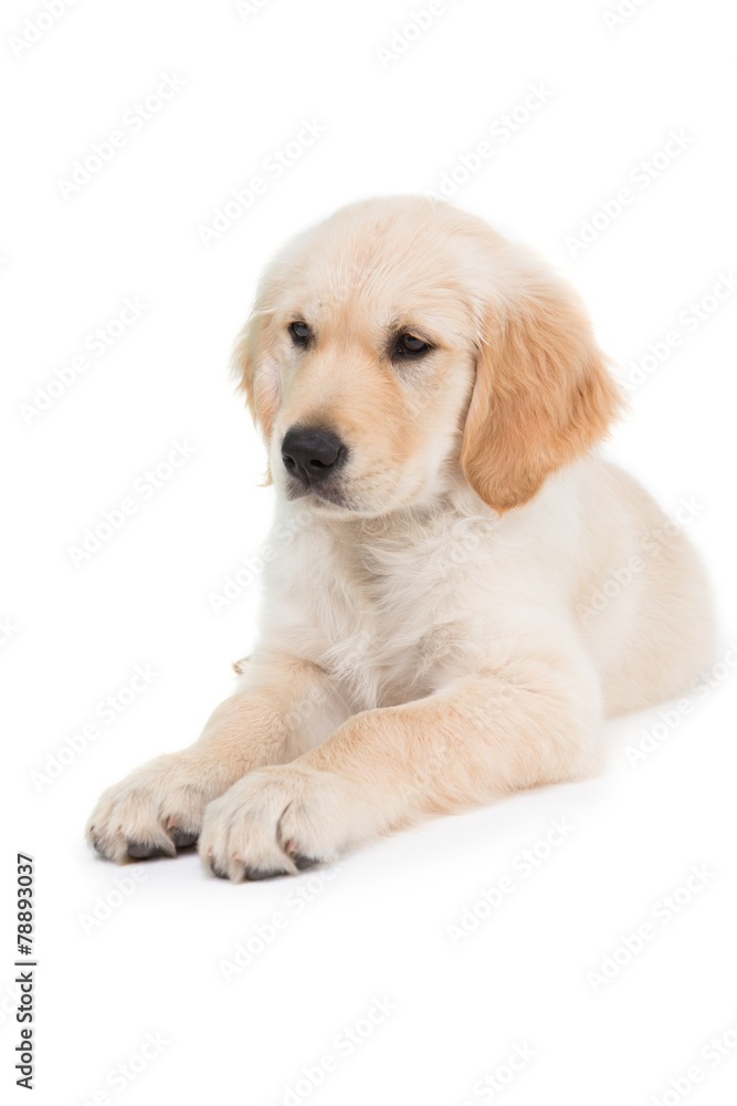 Lying dog looking ahead Lying dog looking ahead