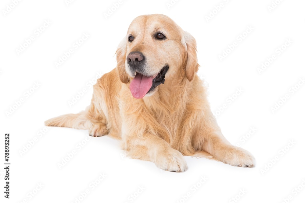 Lying dog looking to the side Lying dog looking to the side