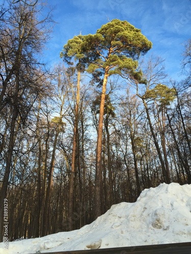 корабельная сосна photo