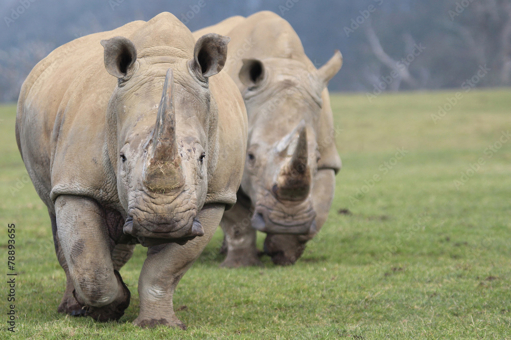 Fototapeta premium Two White Rhinoceros Walking towards camera