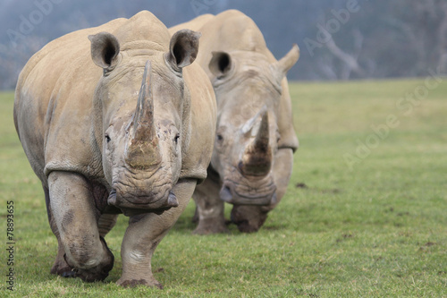 Two White Rhinoceros Walking towards camera