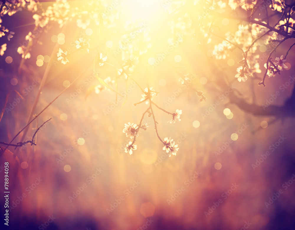 Fototapeta premium Beautiful nature scene with blooming tree and sun flare