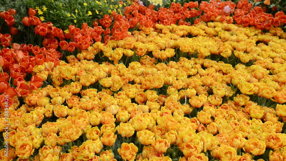 Scenic Flower Garden Scenic Flower Garden