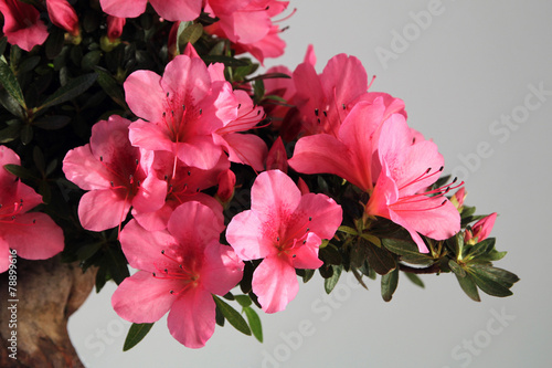 Blooming bonsai azalea