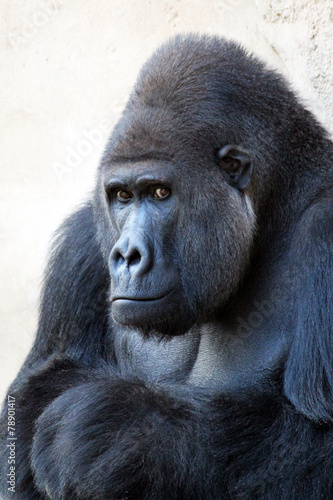 Gorilla schaut nachdenklich