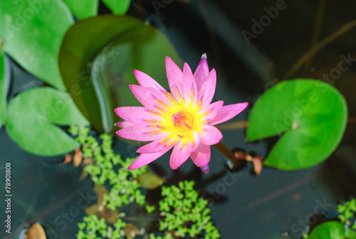 Beautiful Water lily