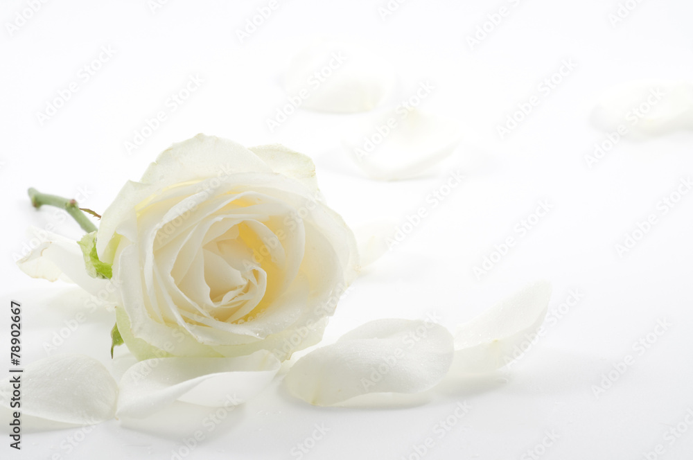 Naklejka premium Biała róża z płatkami z bliska