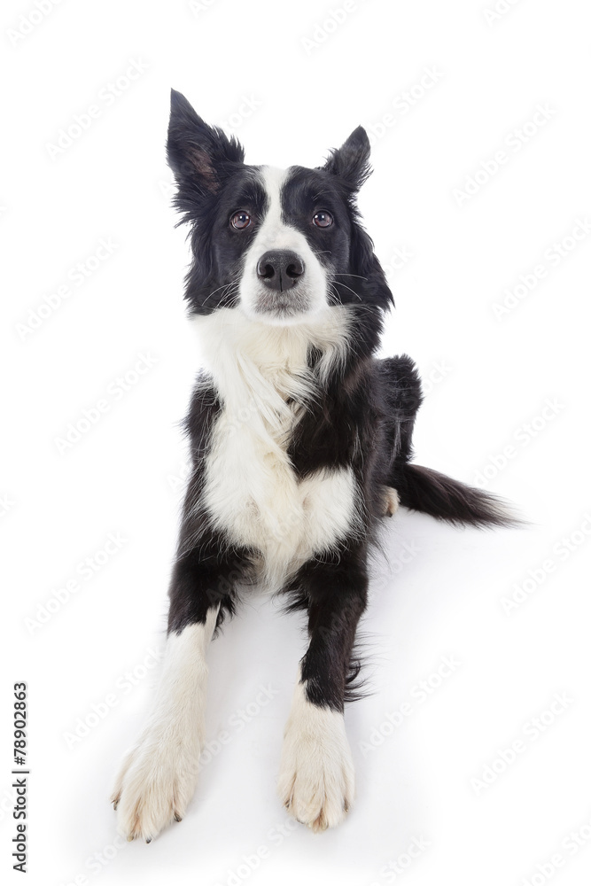 portrait chien border Collie