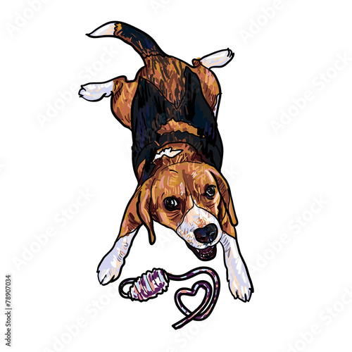 Adorable beagle cheerfully playing toy
